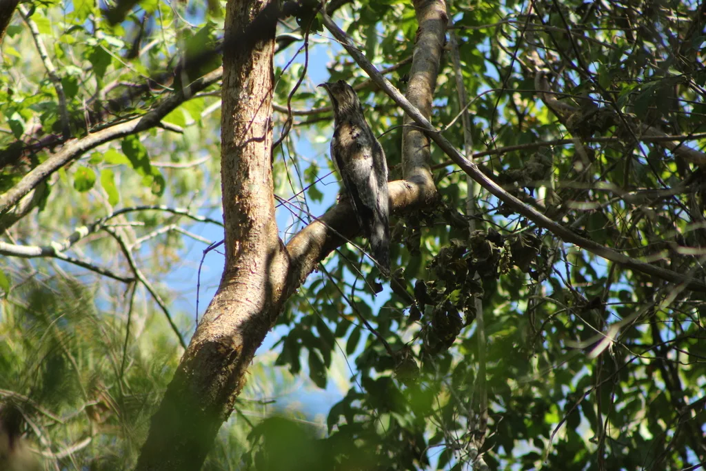 北钩嘴夜鹰(Nyctibius jamaicensis)