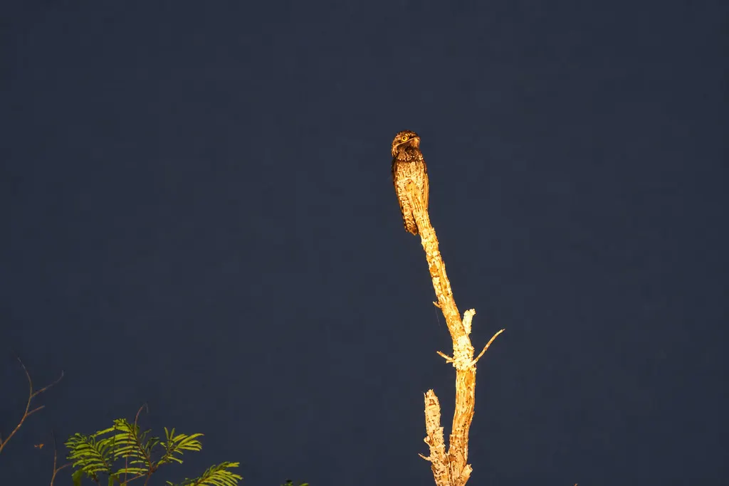 白翅钩嘴夜鹰(Nyctibius leucopterus)