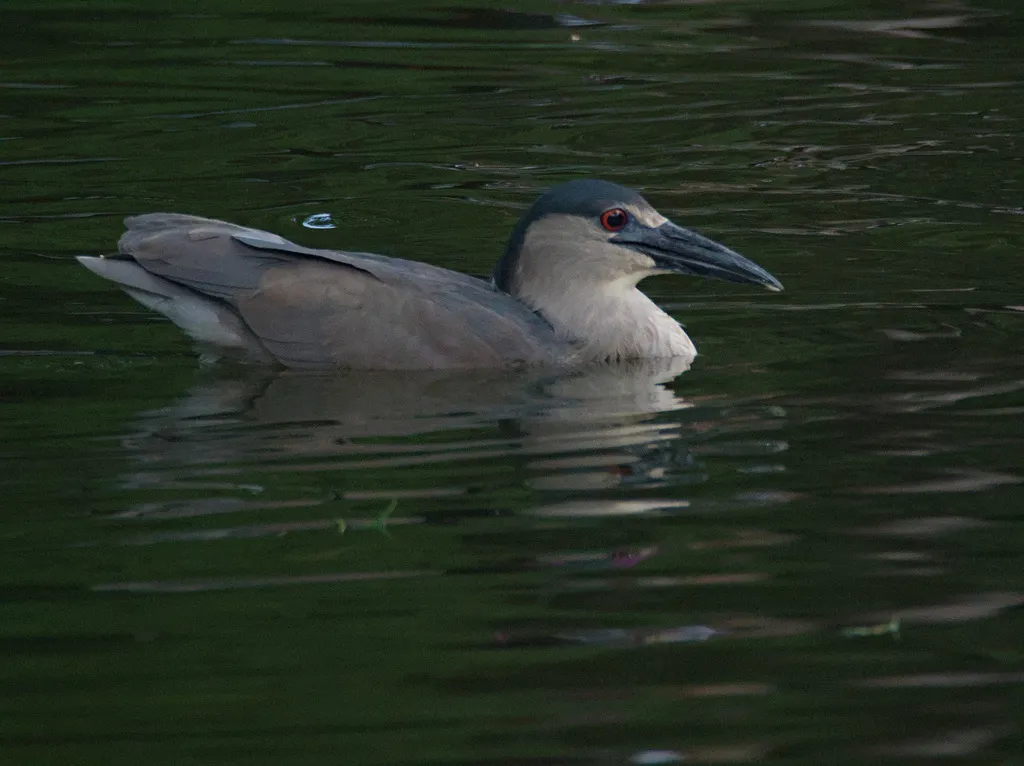 夜鹭(Nycticorax nycticorax)