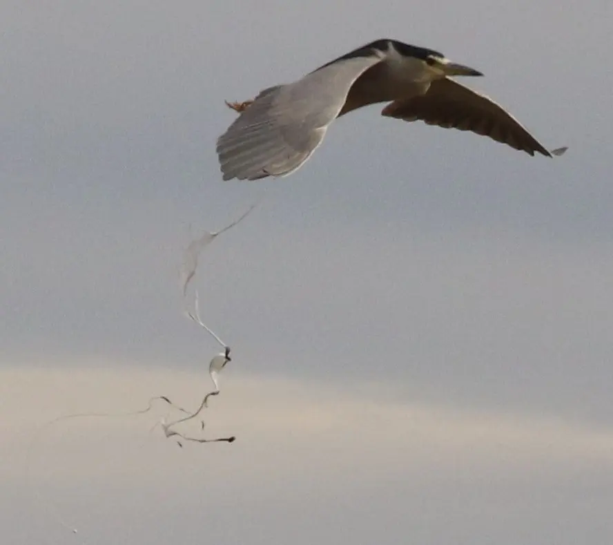 夜鹭(Nycticorax nycticorax)