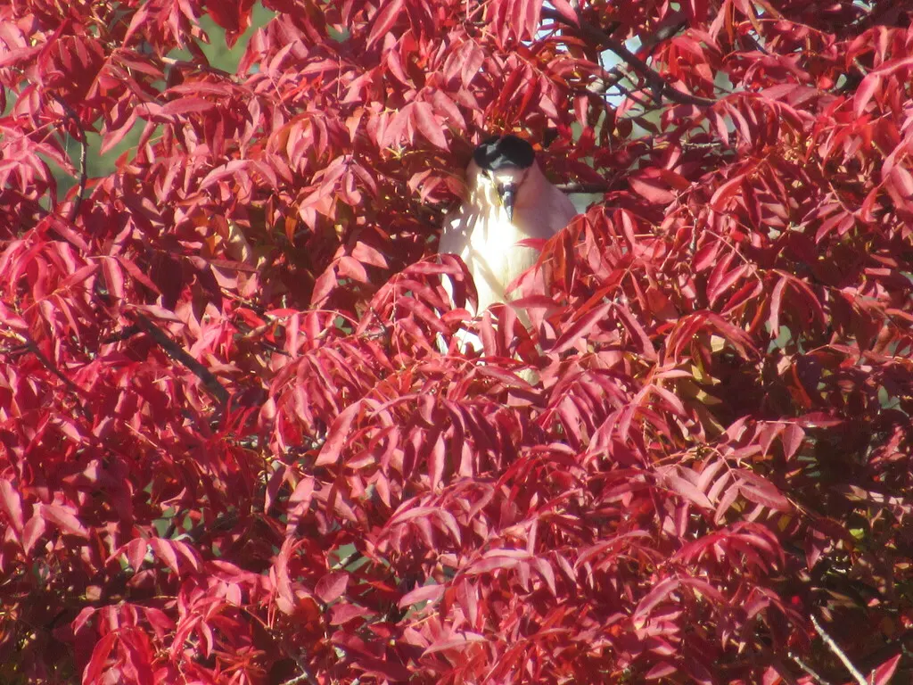 夜鹭(Nycticorax nycticorax)