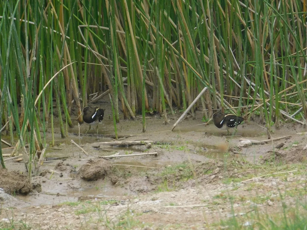 半领彩鹬(Nycticryphes semicollaris)