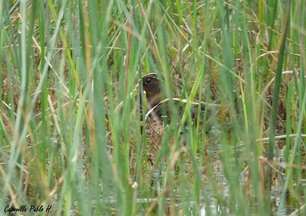 半领彩鹬(Nycticryphes semicollaris)