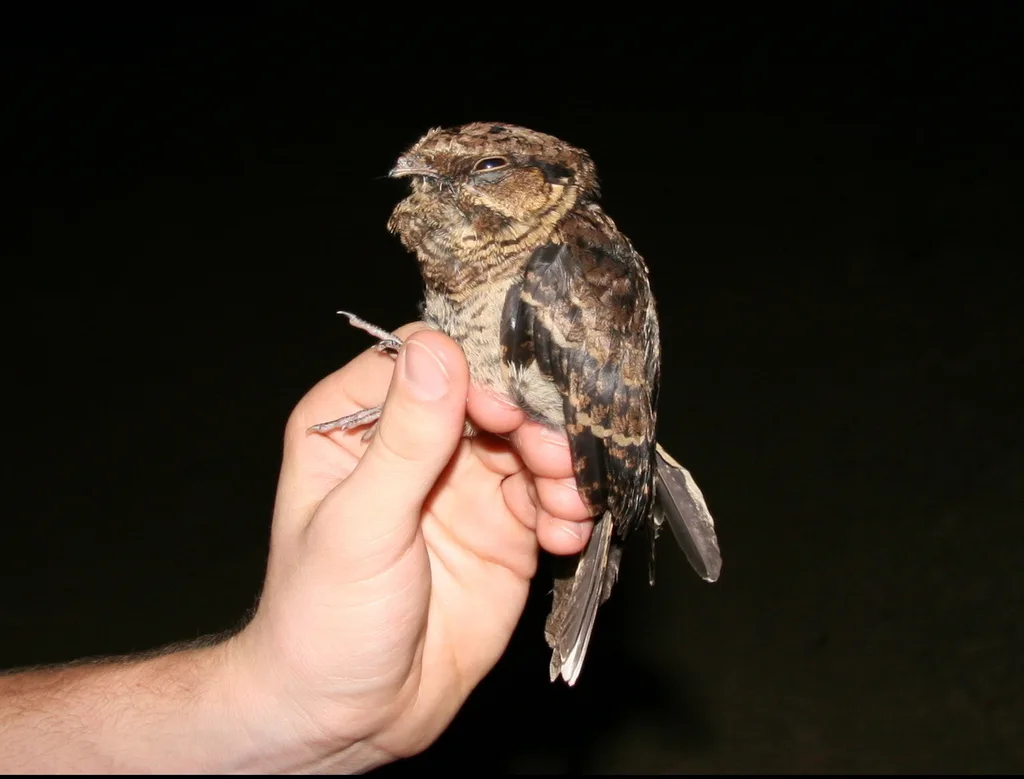 帕拉夜鹰(Nyctidromus albicollis)