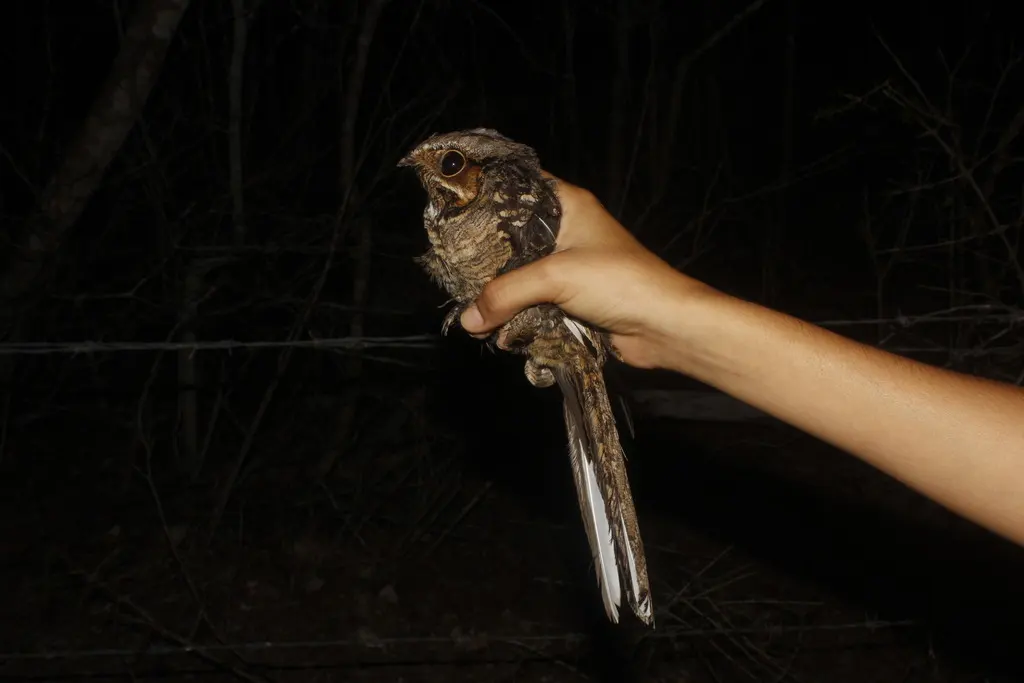 帕拉夜鹰(Nyctidromus albicollis)