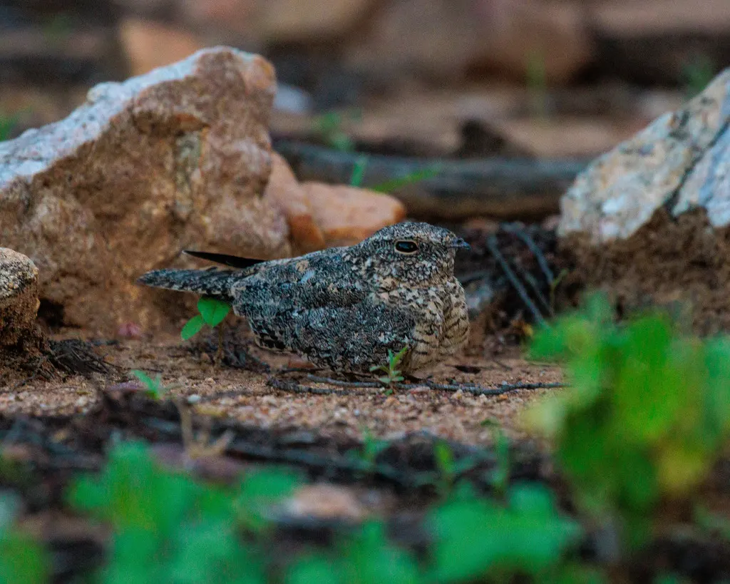 侏夜鹰（Nyctipolus hirundinaceus）