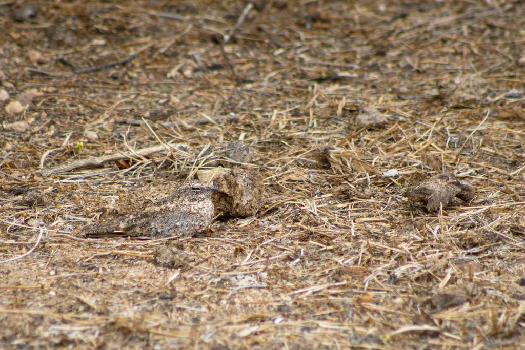 侏夜鹰（Nyctipolus hirundinaceus）