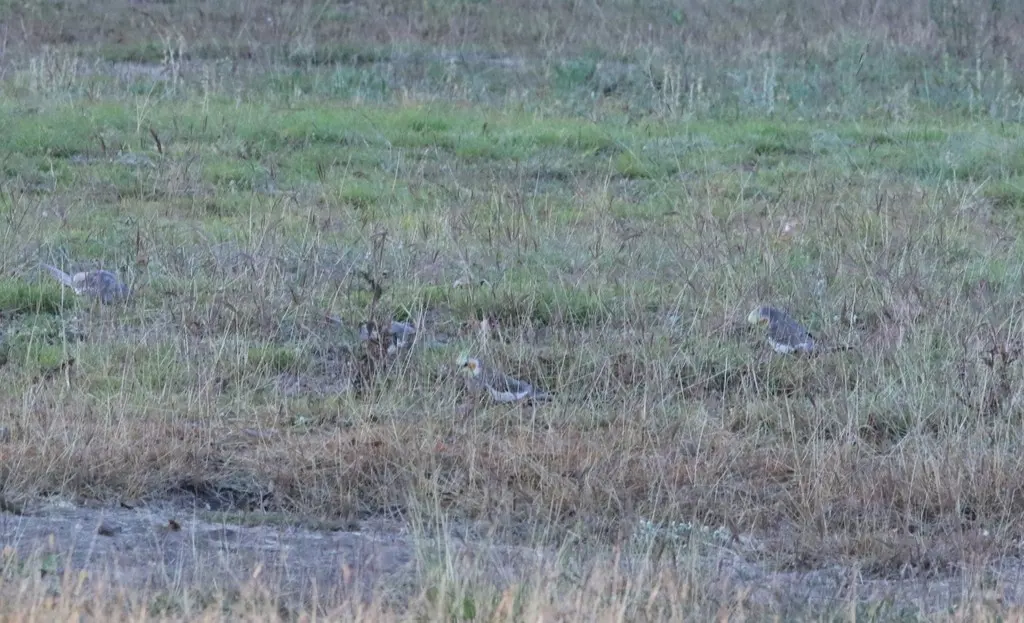 鸡尾鹦鹉(Nymphicus hollandicus)