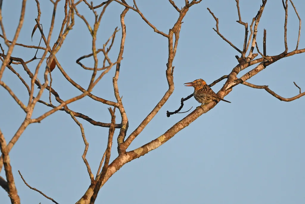 斑背蓬头䴕(Nystalus maculatus)
