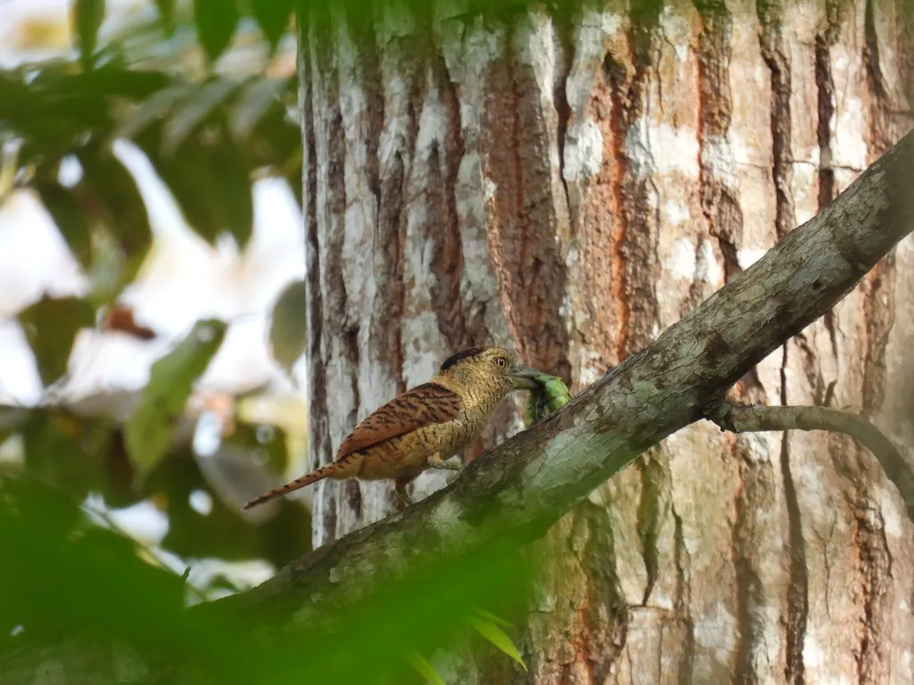 横斑蓬头䴕(Nystalus radiatus)