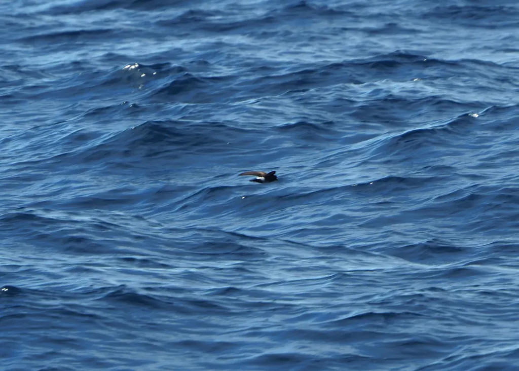 白臀洋海燕(Oceanites gracilis)