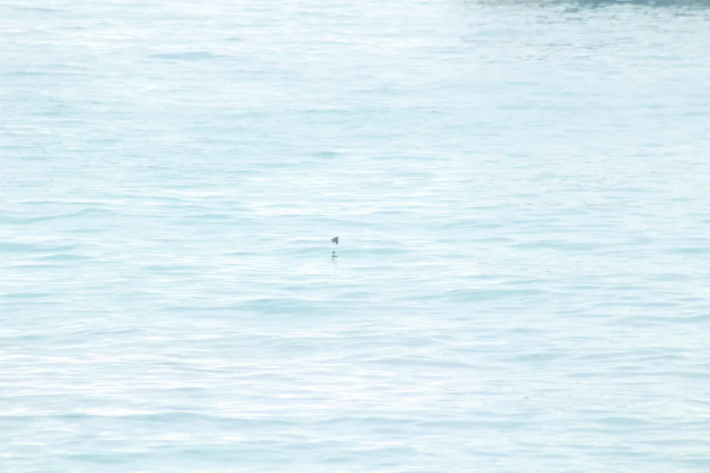白臀洋海燕(Oceanites gracilis)