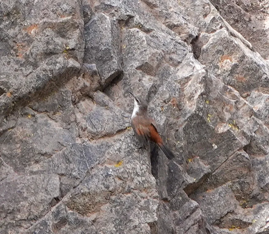 崖爬地雀(Ochetorhynchus melanurus)