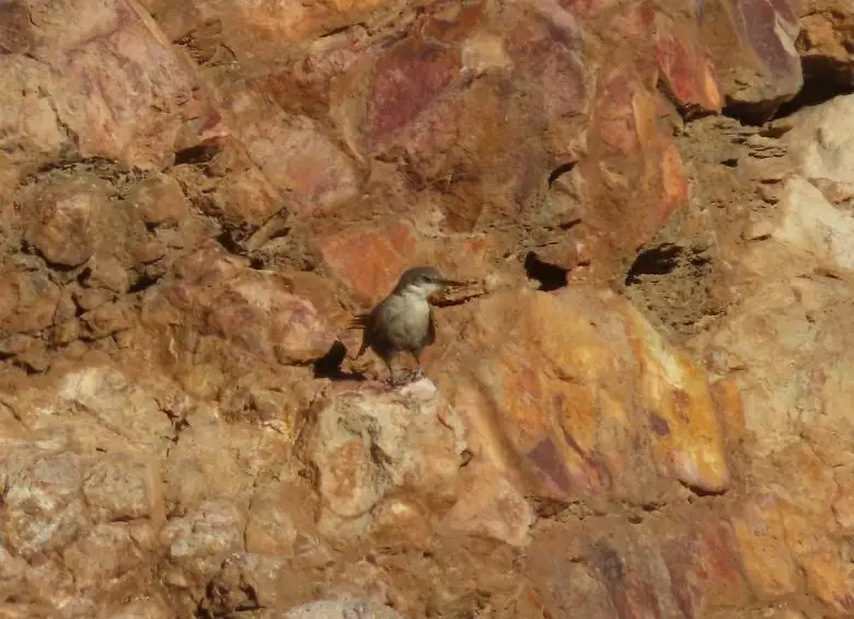 崖爬地雀(Ochetorhynchus melanurus)