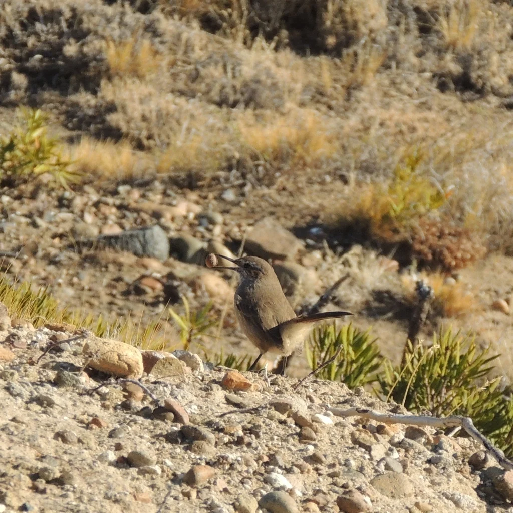斑尾爬地雀(Ochetorhynchus phoenicurus)