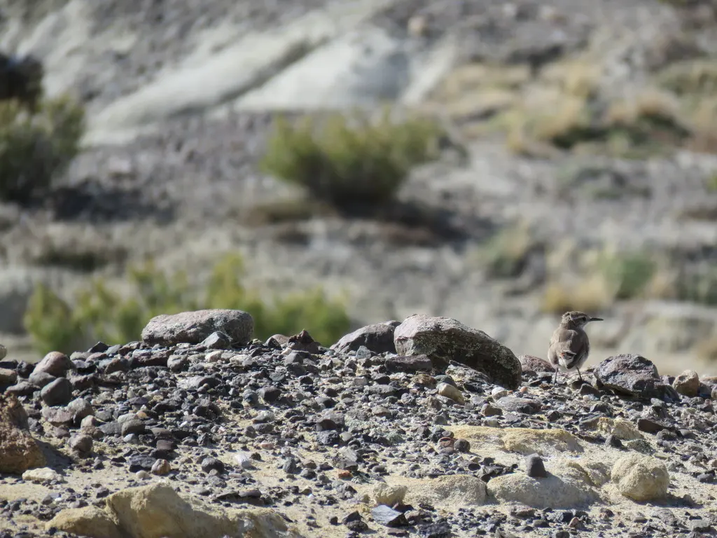 斑尾爬地雀(Ochetorhynchus phoenicurus)
