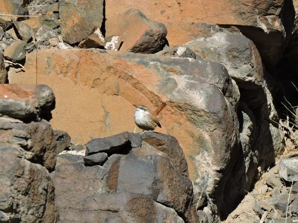 直嘴爬地雀(Ochetorhynchus ruficaudus)