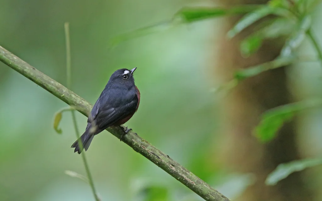 灰背唧霸鹟(Ochthoeca cinnamomeiventris)