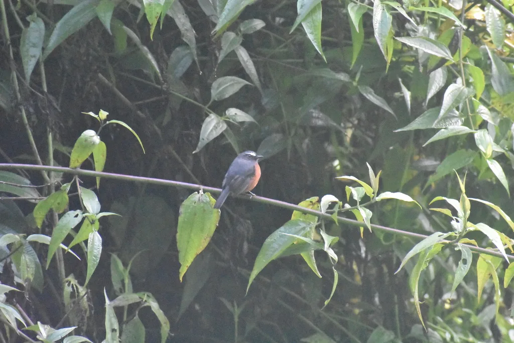 灰背唧霸鹟(Ochthoeca cinnamomeiventris)