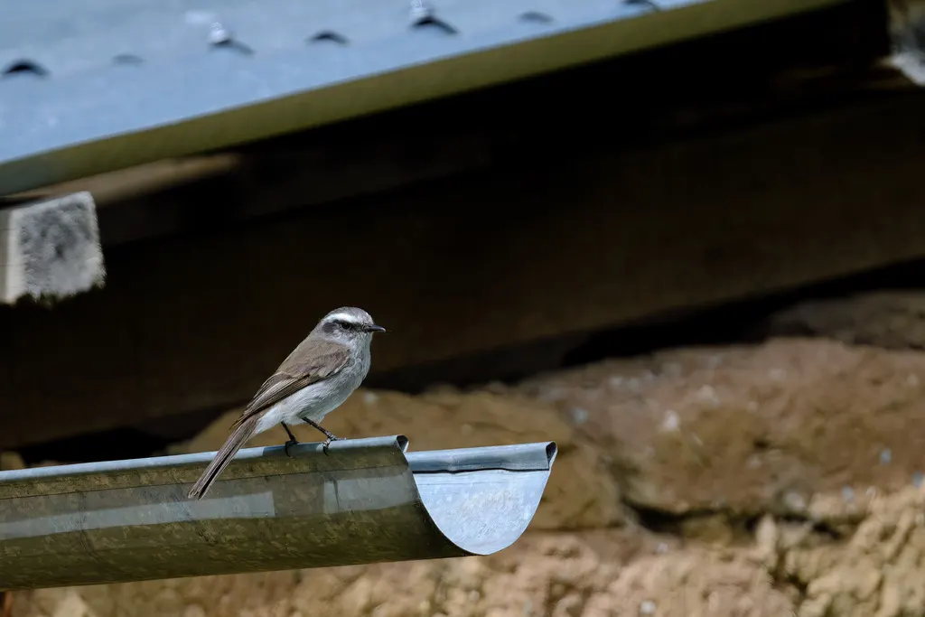 白眉唧霸鹟(Ochthoeca leucophrys)