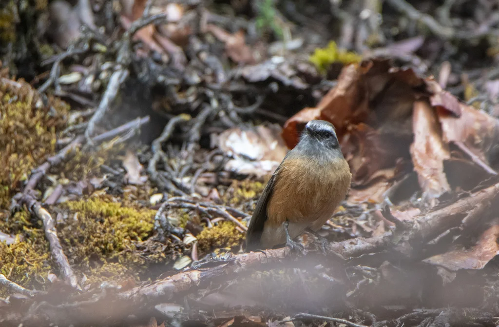南美唧霸鹟(Ochthoeca oenanthoides)