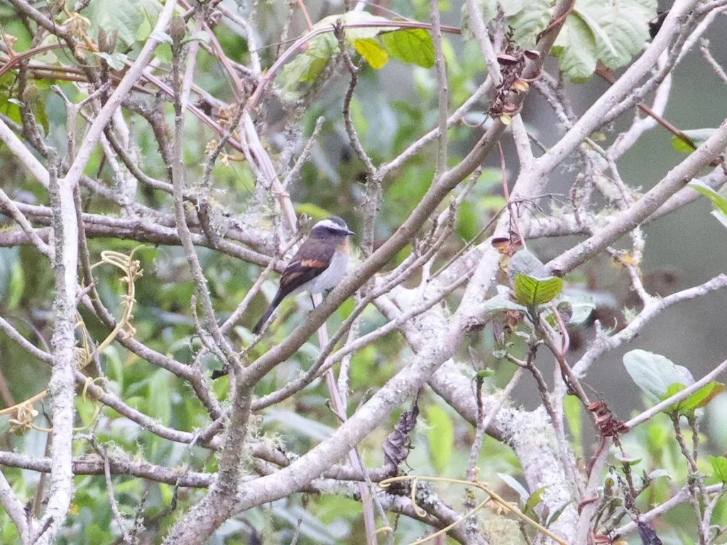 棕胸唧霸鹟(Ochthoeca rufipectoralis)