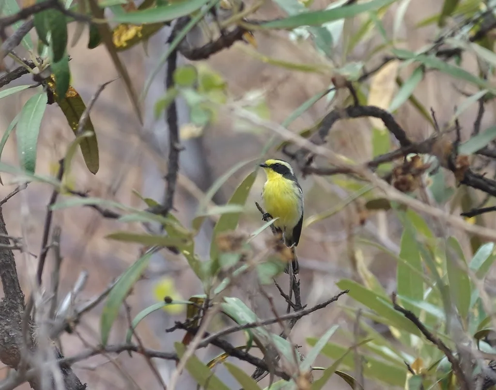 通贝斯唧霸鹟(Ochthoeca salvini)