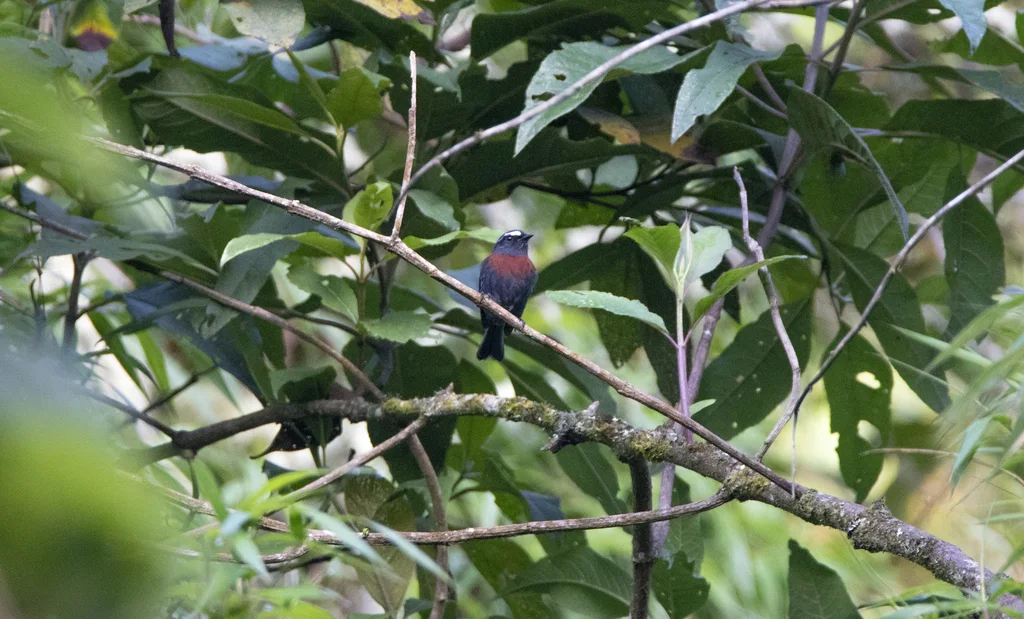 栗腰唧霸鹟(Ochthoeca thoracica)