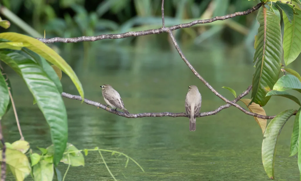 淡褐唧霸鹟(Ochthornis littoralis)