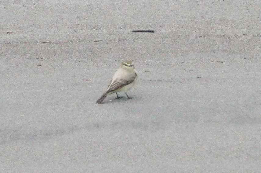 淡褐唧霸鹟(Ochthornis littoralis)