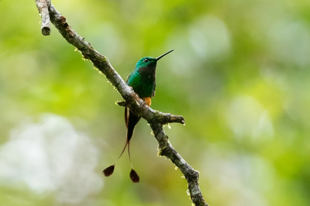 棕靴盘尾蜂鸟(Ocreatus addae)