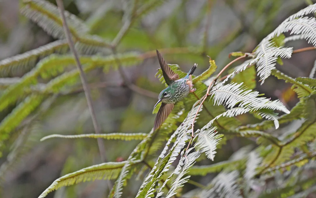 棕靴盘尾蜂鸟(Ocreatus addae)