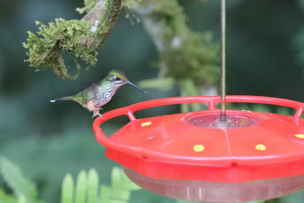 秘鲁盘尾蜂鸟（Ocreatus peruanus）
