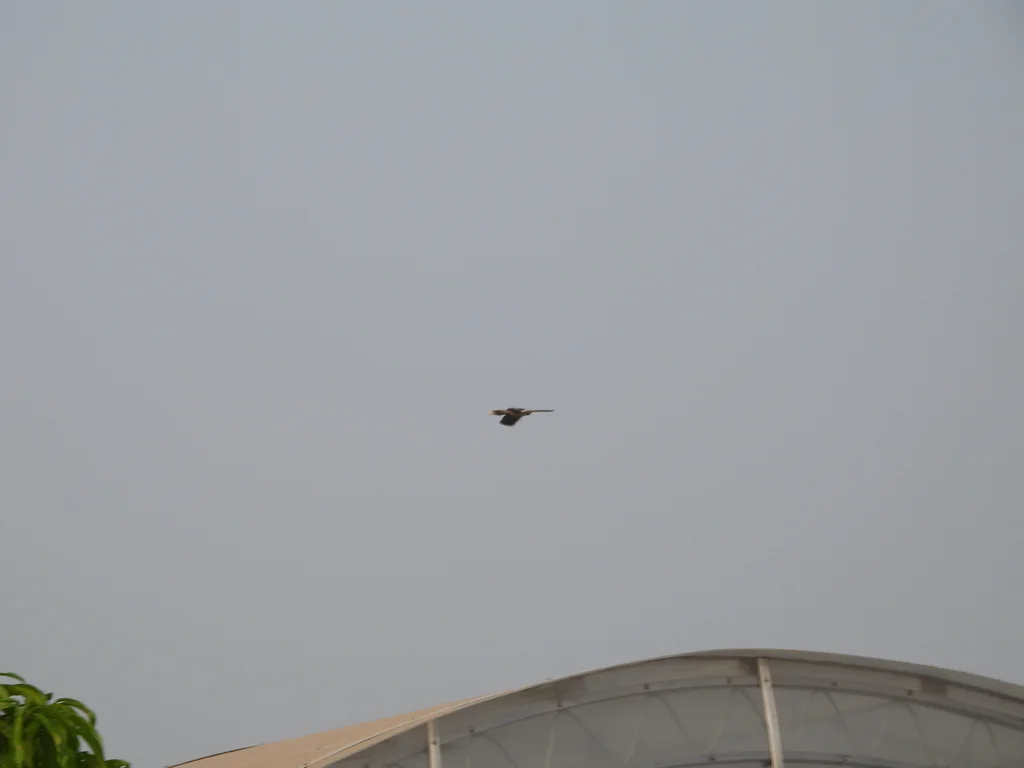 灰犀鸟(Ocyceros birostris)