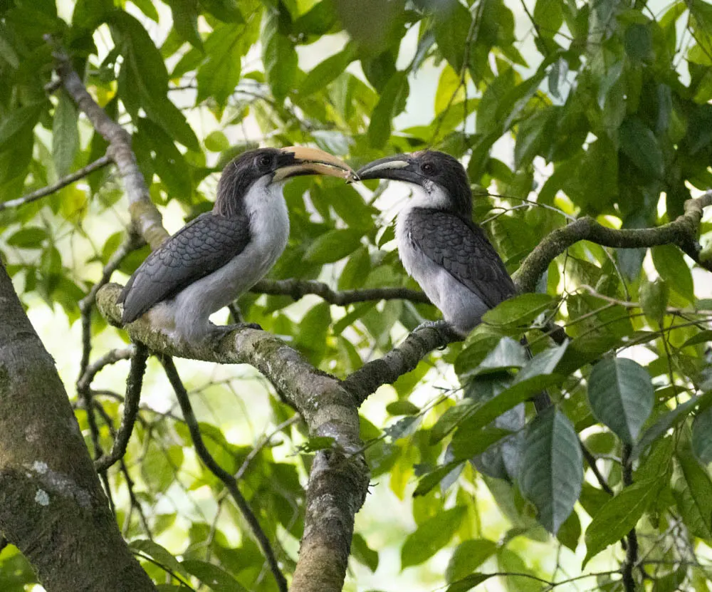 斯里兰卡灰犀鸟(Ocyceros gingalensis)