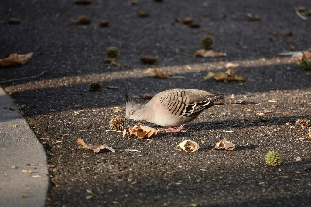 冠鸠(Ocyphaps lophotes)
