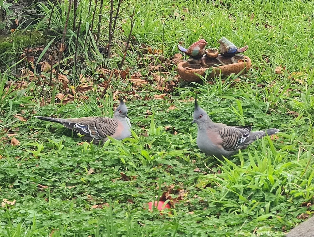 冠鸠(Ocyphaps lophotes)
