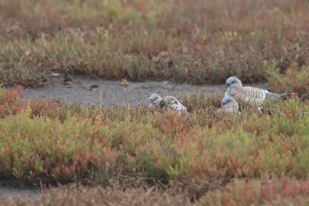 冠鸠(Ocyphaps lophotes)