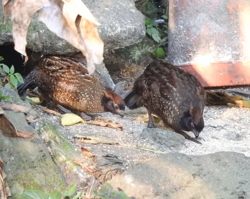黑额林鹑（Odontophorus atrifrons）