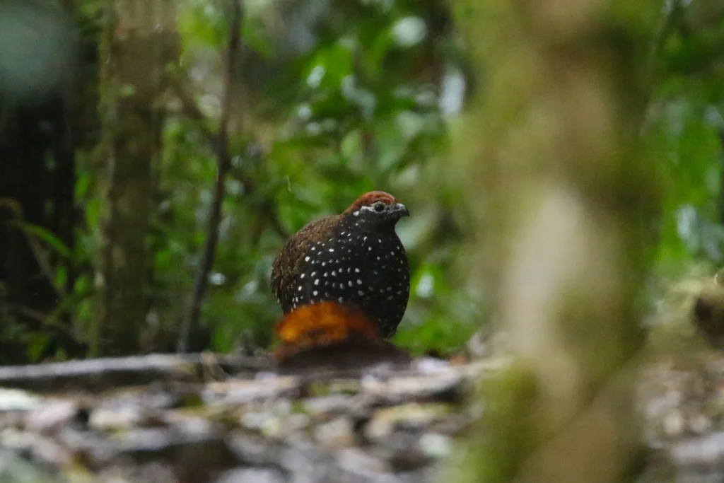 纹颊林鹑(Odontophorus balliviani)