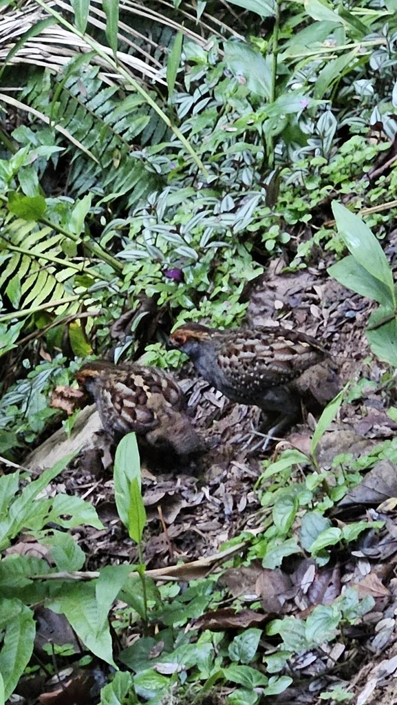 斑翅林鹑(Odontophorus capueira)