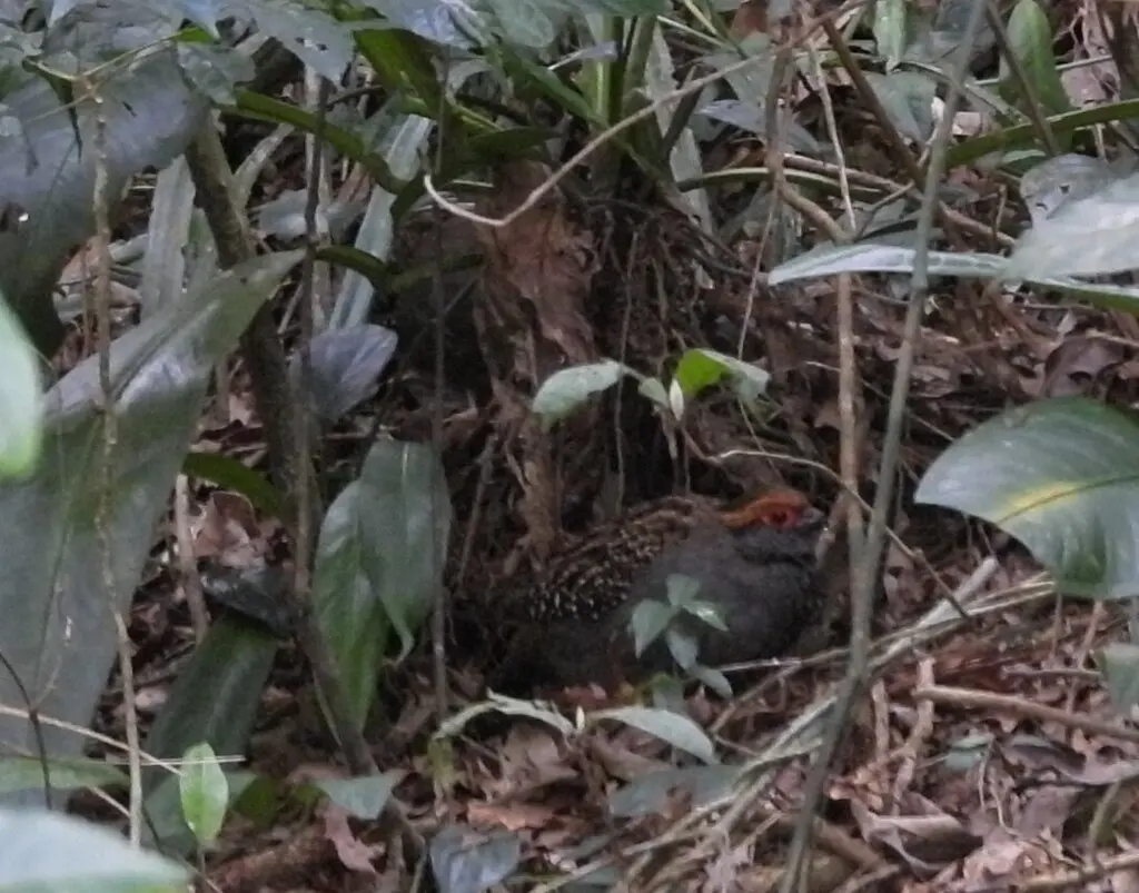 斑翅林鹑(Odontophorus capueira)
