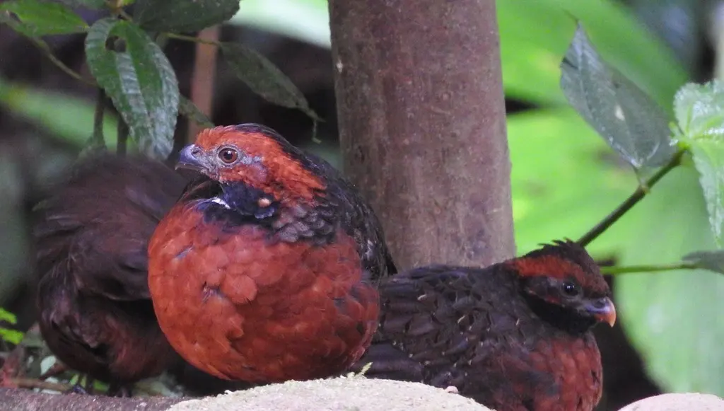棕额林鹑(Odontophorus erythrops)