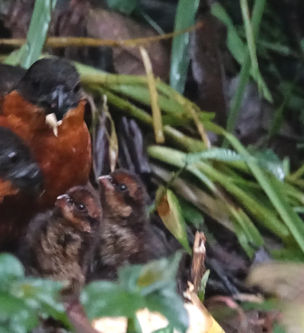 棕额林鹑(Odontophorus erythrops)