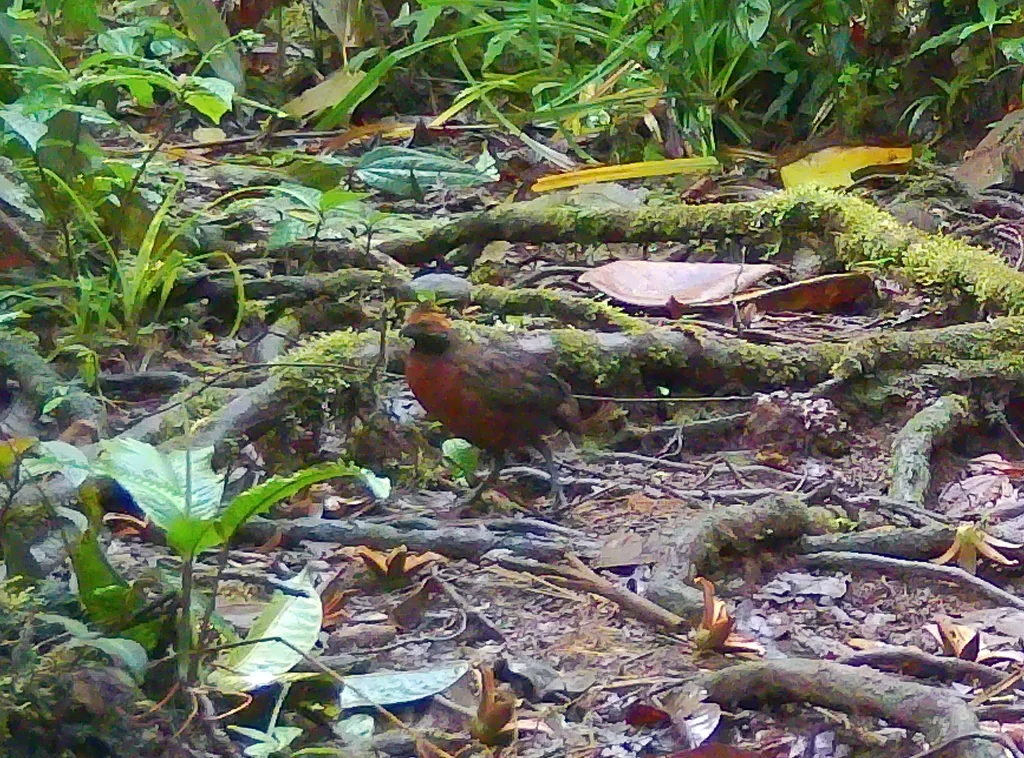 棕额林鹑(Odontophorus erythrops)