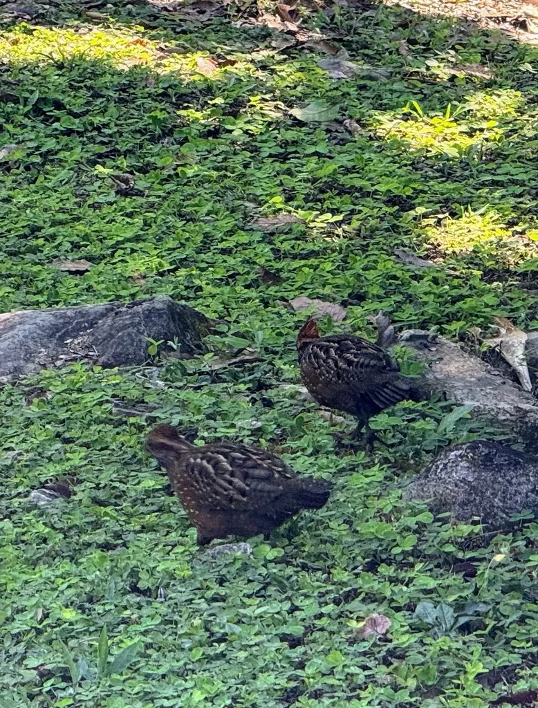 点斑林鹑(Odontophorus guttatus)
