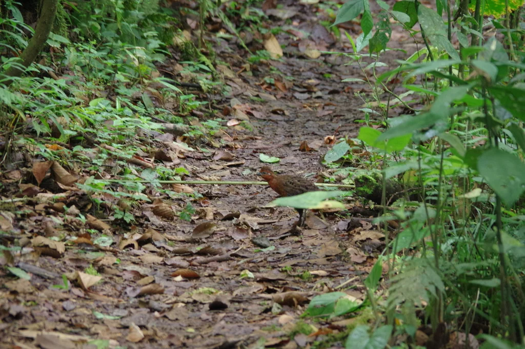 栗林鹑(Odontophorus hyperythrus)