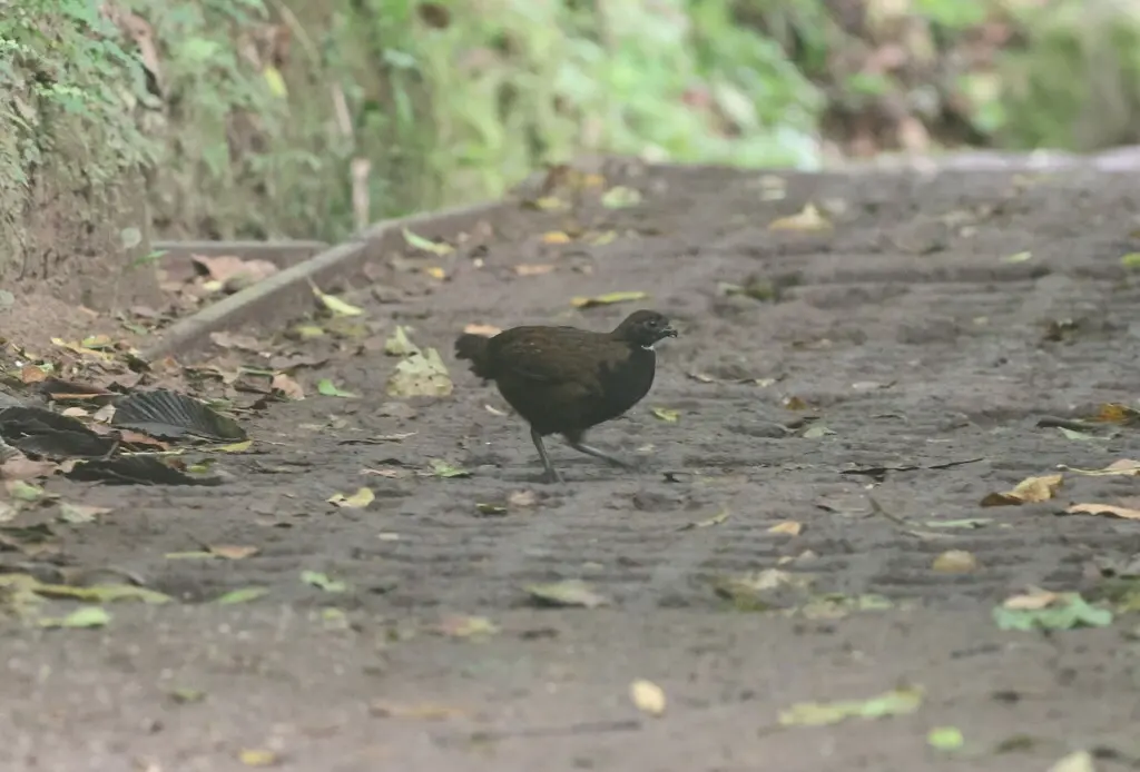 白喉林鹑(Odontophorus leucolaemus)