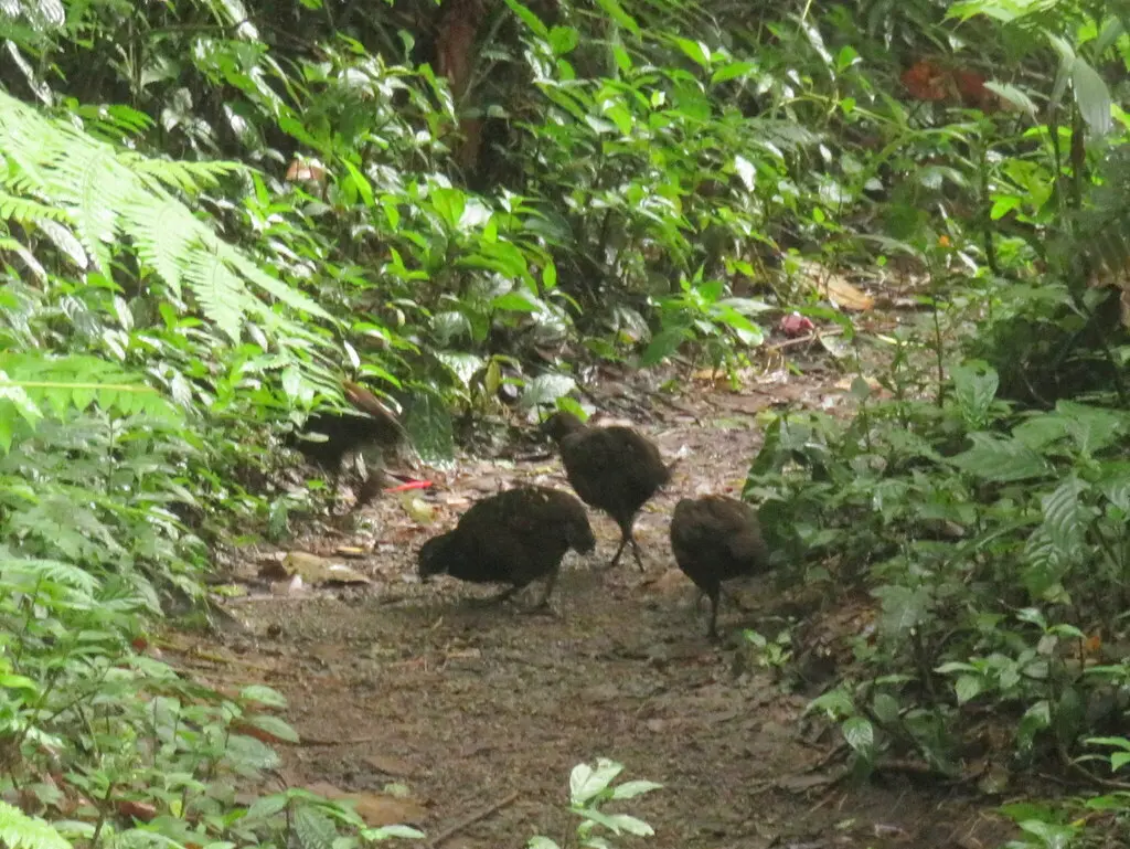 白喉林鹑(Odontophorus leucolaemus)