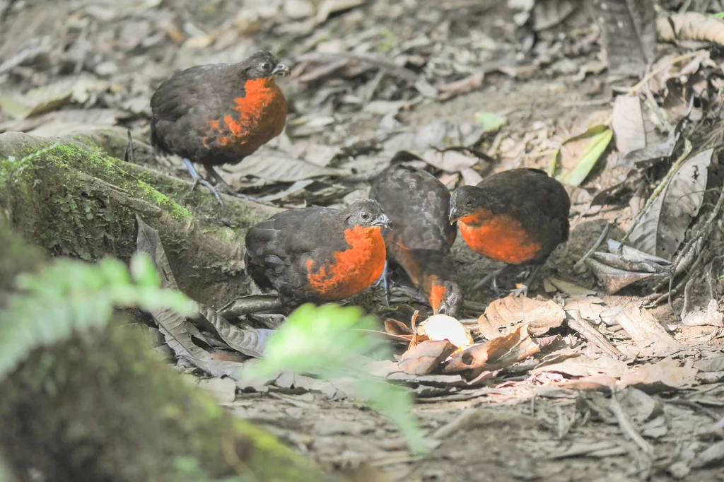 暗背林鹑(Odontophorus melanonotus)